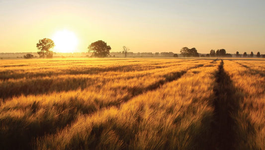 Why Agricultural Contractors in 2025 Choose Equipment Rentals Over Ownership
